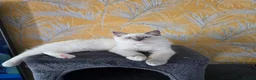 Ragdoll cats for sale: 1 Girl and 1 Boy left pure Ragdoll kittens  - Advert 1