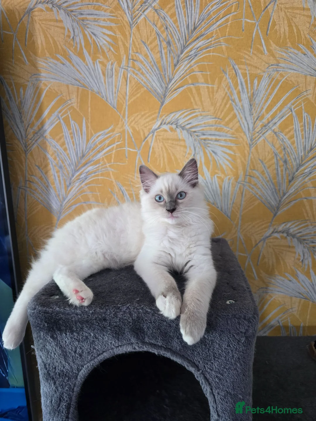 Ragdoll cats for sale: 1 Girl and 1 Boy left pure Ragdoll kittens  - Advert 1