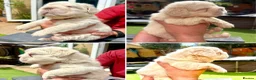 French Bulldog dogs for stud: Fluffy Stud - Advert 14