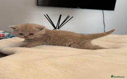 British Shorthair cats for sale: 2 LITTERS GCCF HEALTH TESTED BSH KITTENS - Image 11