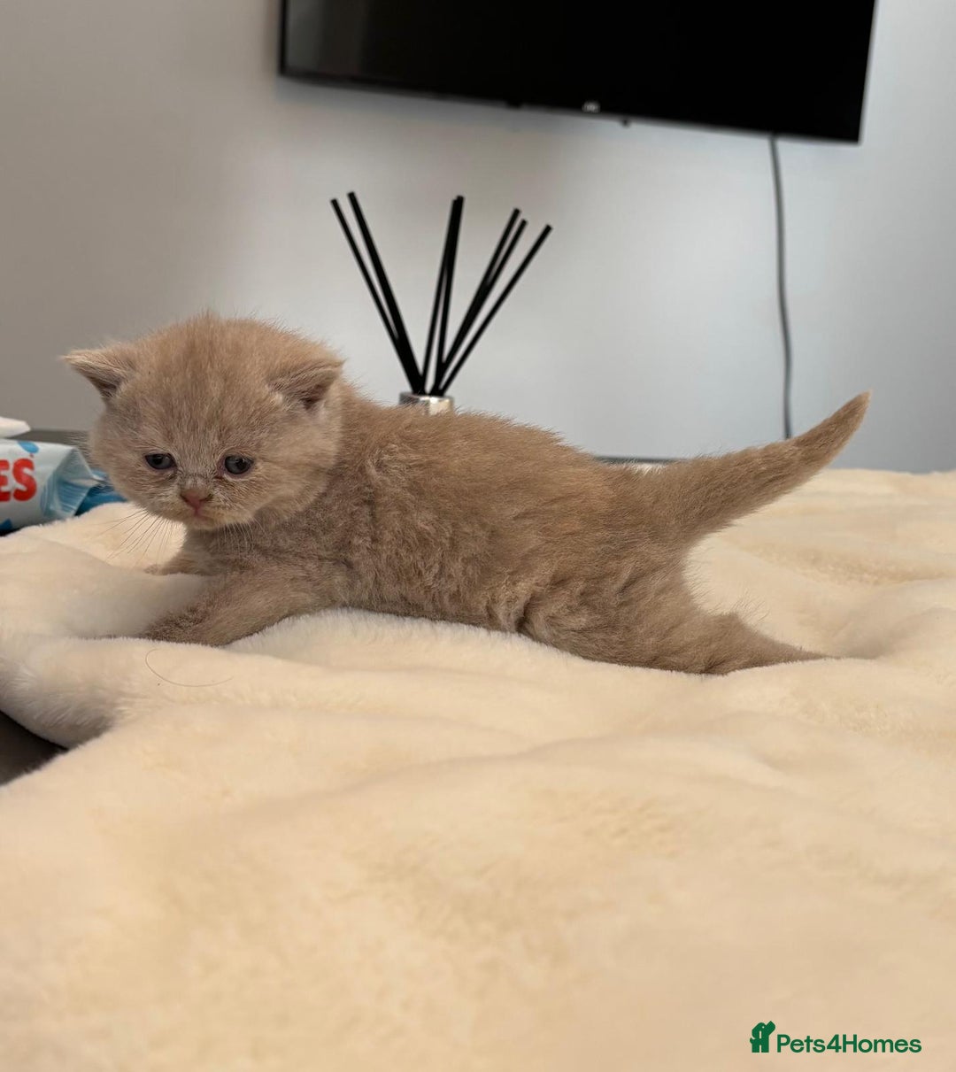 British Shorthair cats for sale: 2 LITTERS GCCF HEALTH TESTED BSH KITTENS - Image 11