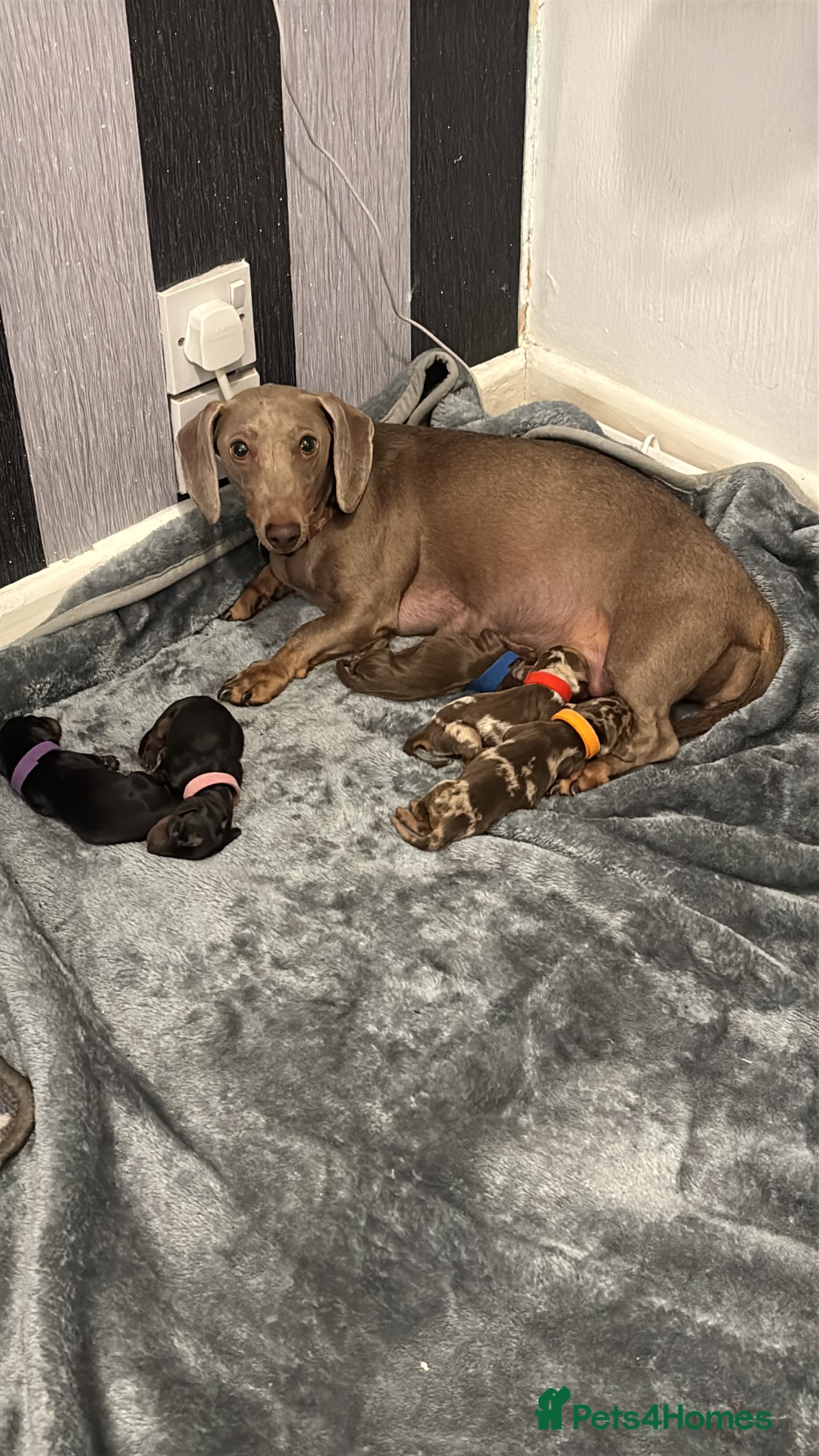 Dachshund dogs for sale: Dachshund puppies for sale - Advert 5