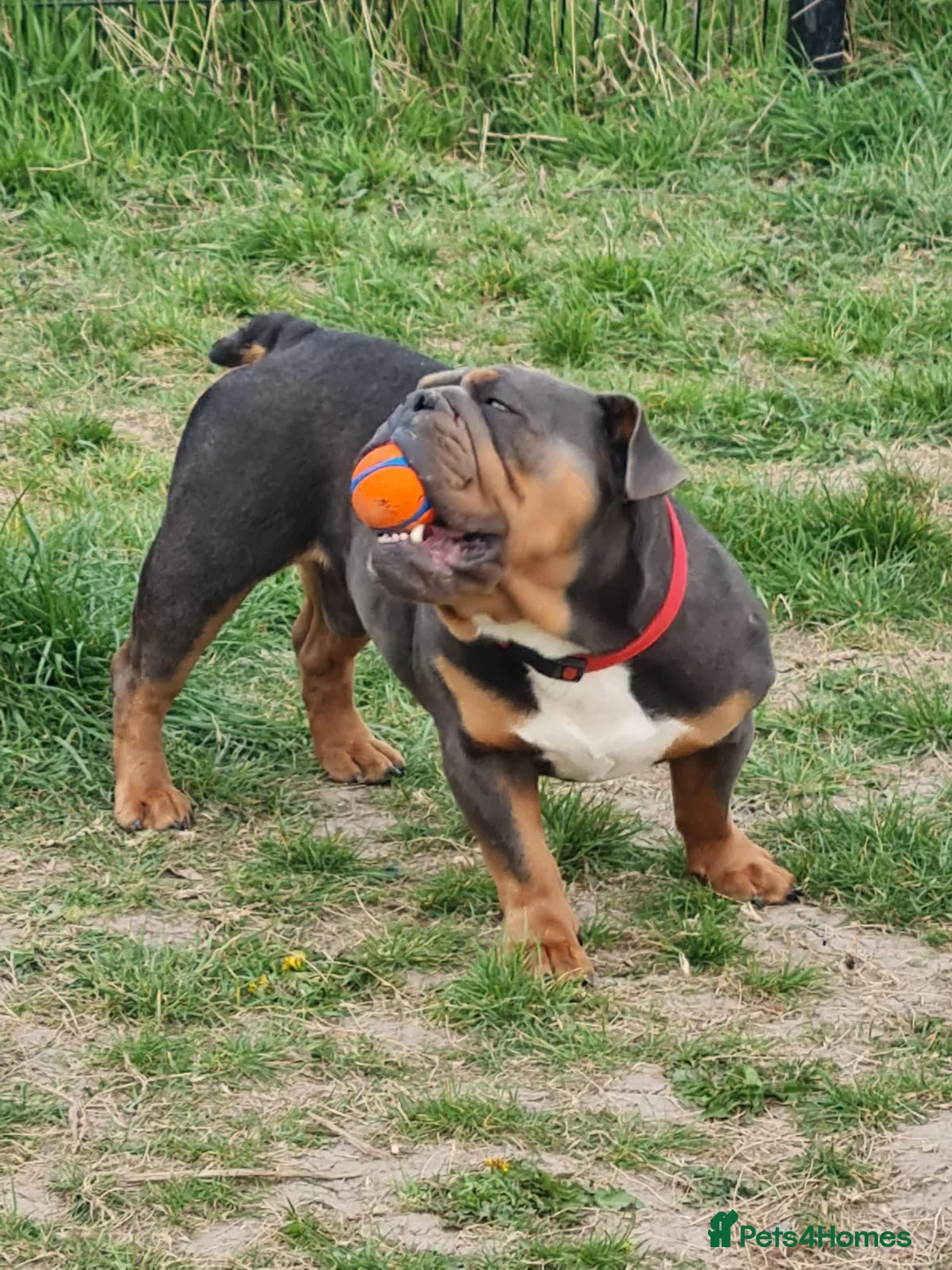 English Bulldog dogs for stud: For Stud  in Canterbury - Advert 2