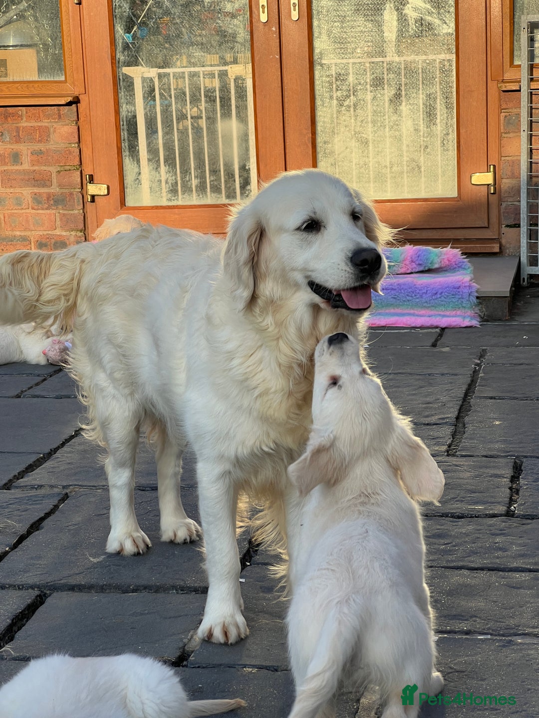 Golden Retriever dogs for sale: Stunning Puppies by Kezdek’s Golden Retrievers - Image 8