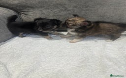 Chihuahua dogs for sale: chihuahuas puppies for sale  - Advert 2