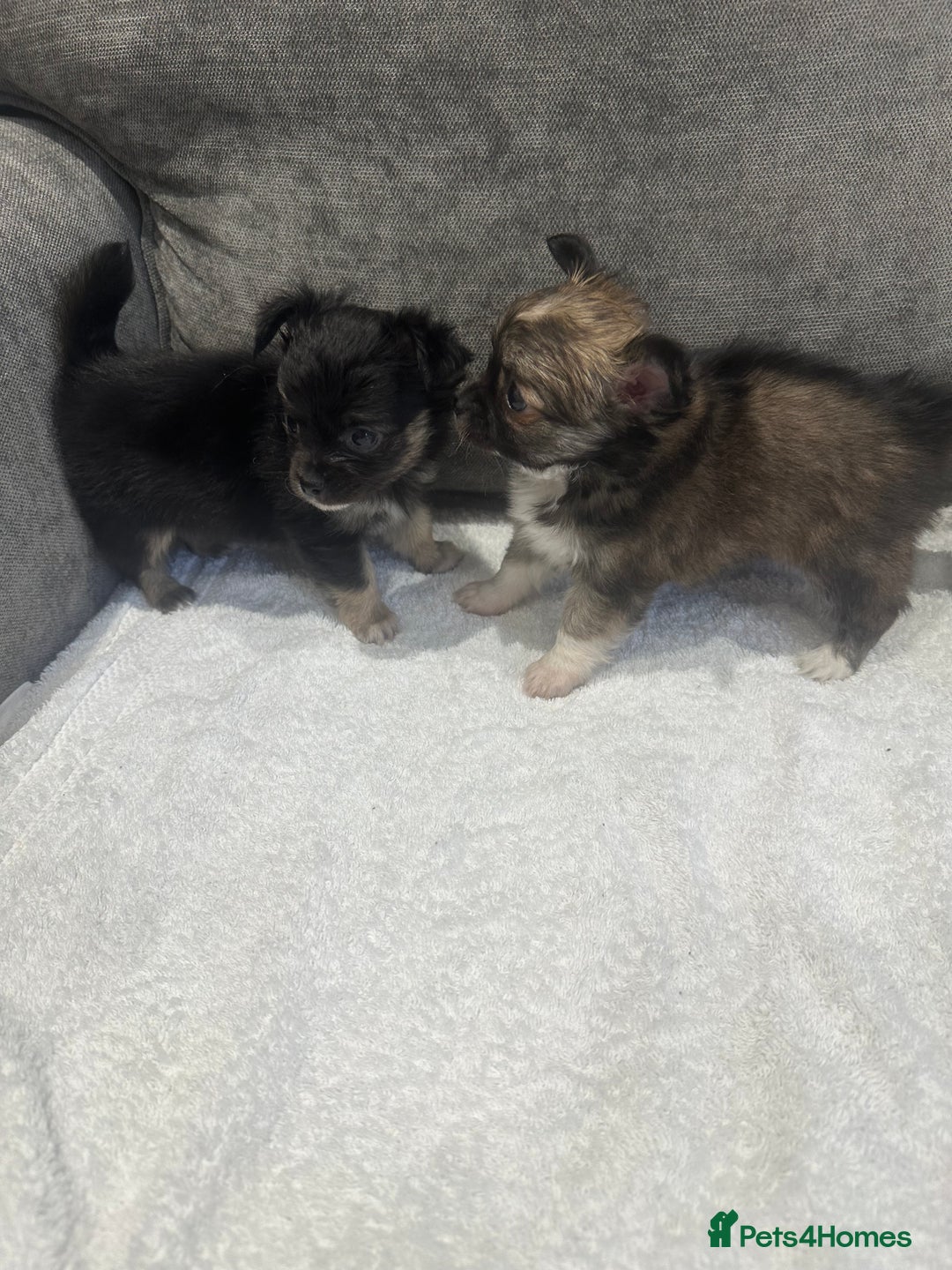 Chihuahua dogs for sale: chihuahuas puppies for sale  - Advert 2