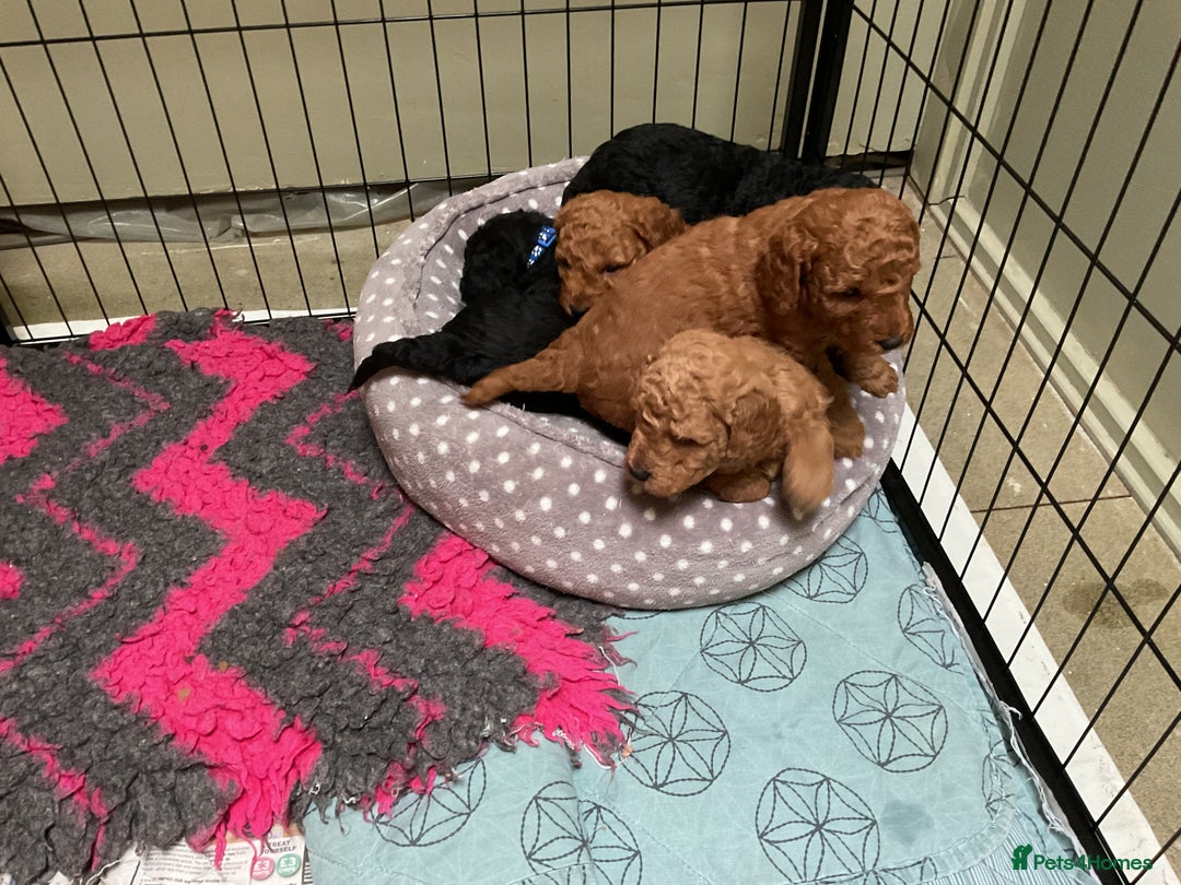 Cockapoo dogs for sale: COCKAPOO PUPPIES RED & BLACK in CAMBRIDGESHIRE  - Advert 8