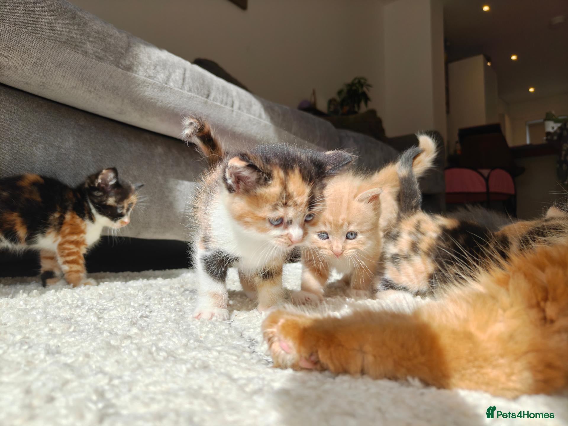 Mixed Breed cats 1 CALICO LEFT! Beautiful kittens  - Advert 3
