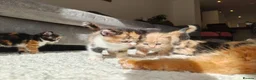 Mixed Breed cats for sale: 1x Longhair Ginger 3x Calico Tricolour Kittens! - Advert 7