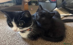 Mixed Breed cats for sale: Beautiful playful kittens  - Image 10