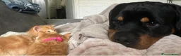 Rottweiler dogs for sale: Dougie, Rottweiler in Bristol - Advert 5