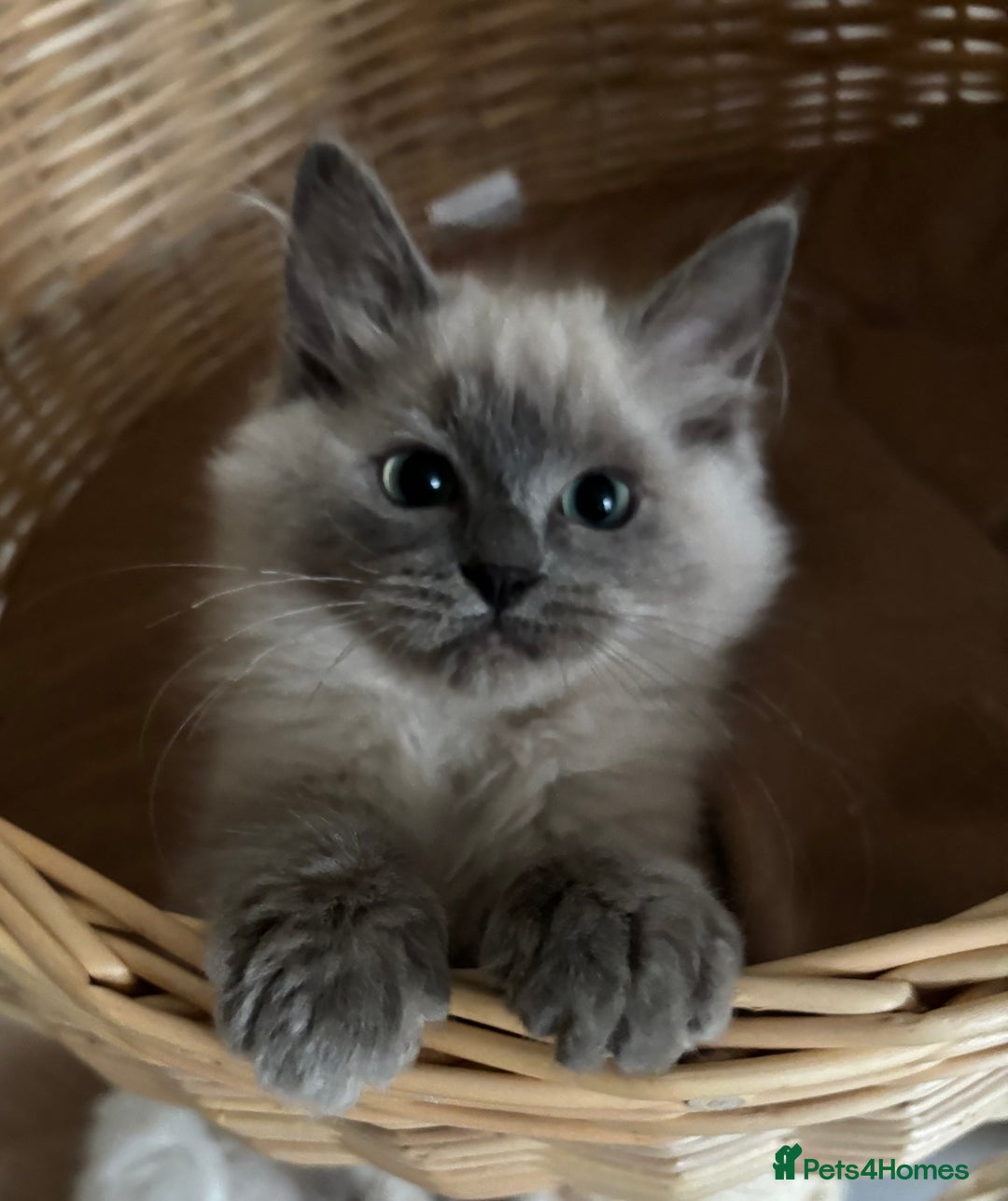 Ragdoll cats for sale: Beautiful blue mink colourpoint boy tica reg - Advert 11