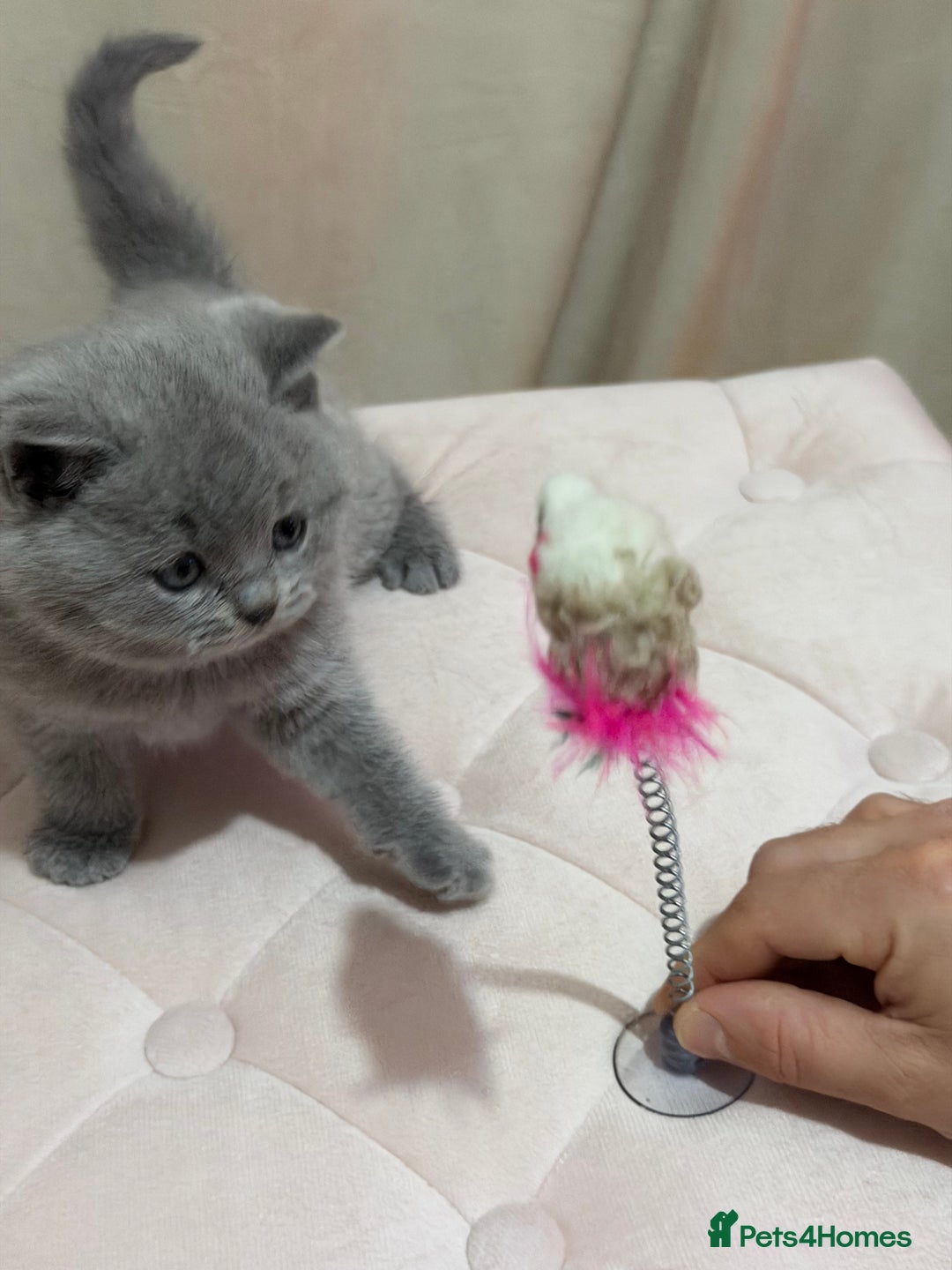 Scottish Fold cats for sale: Scottish Fold/ Straight kitties  - Advert 13