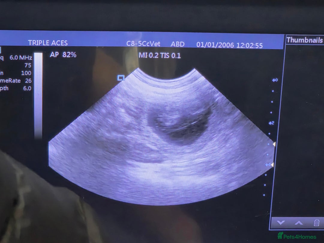 American Bully dogs for sale: Pocket bully puppies - Advert 5