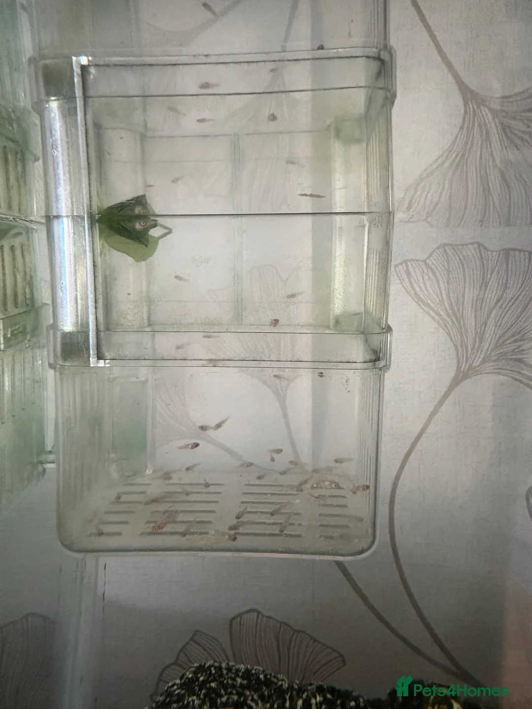 Platies fish for sale: Baby fry  in Stirling - Advert 1