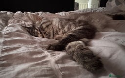Maine Coon cats for sale: Mr Fink. Loving huge Maine coon - Image 8