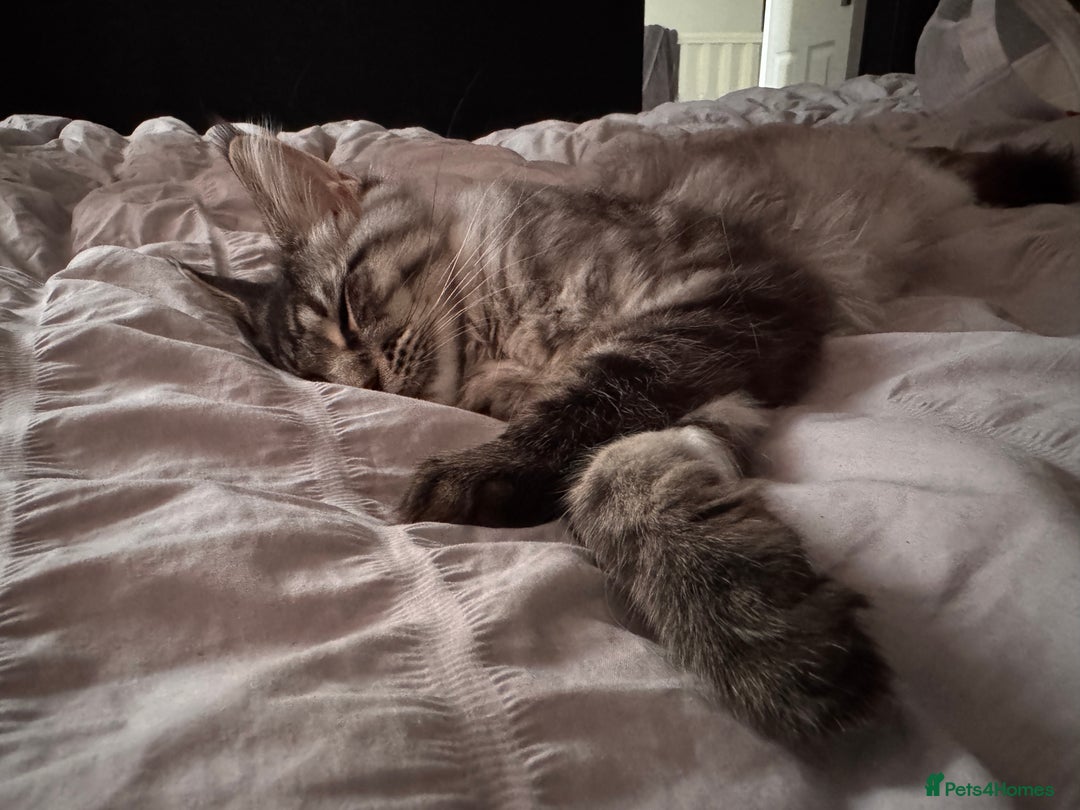 Maine Coon cats for sale: Mr Fink. Loving huge Maine coon - Image 8