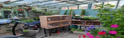 Canaries birds for sale: Male & Female Canaries for sale - Advert 12