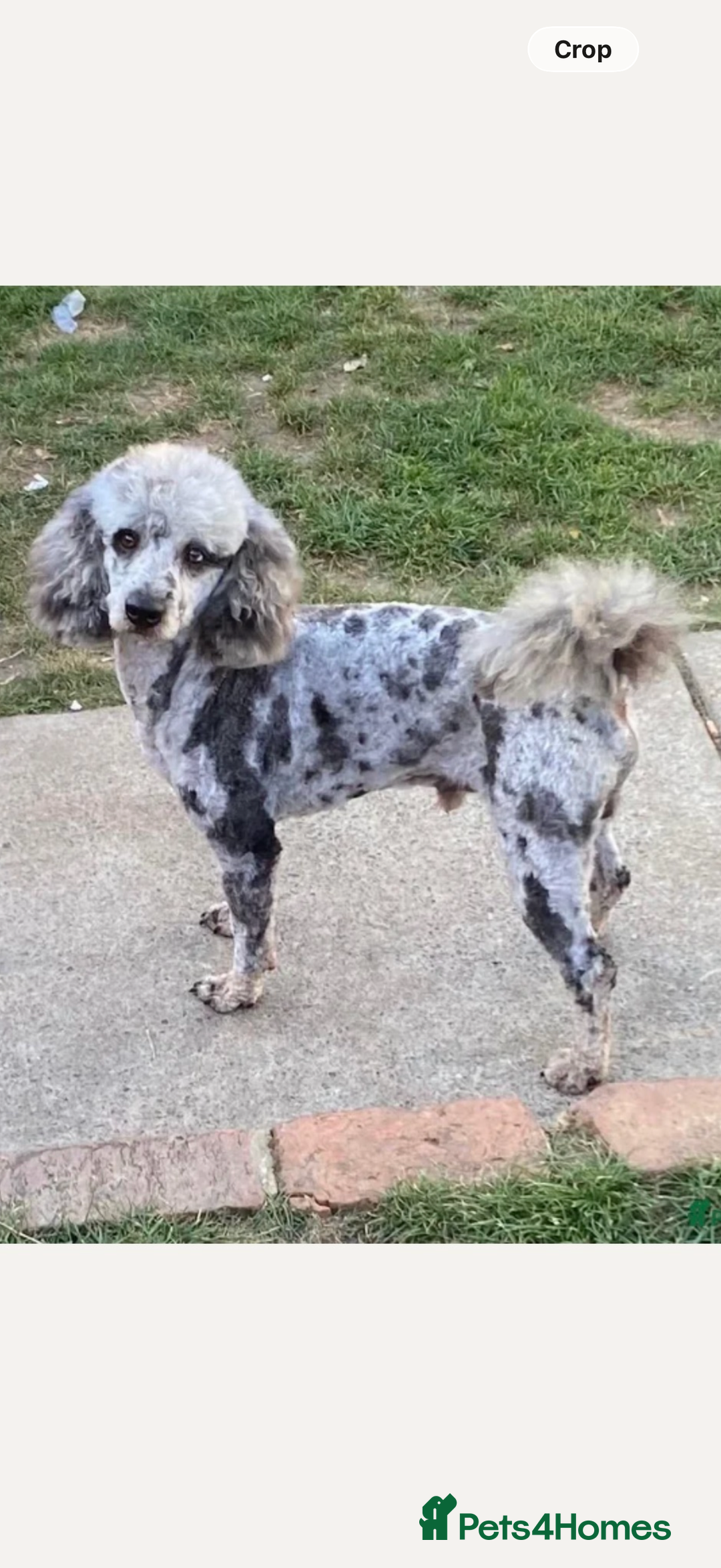 Goldendoodle dogs for sale: Merl goldendoodle puppy  - Advert 5