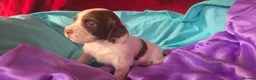 English Springer Spaniel dogs for sale: ⭐️ KC Home Reared Tested Springer Pups ⭐️ - Advert 4