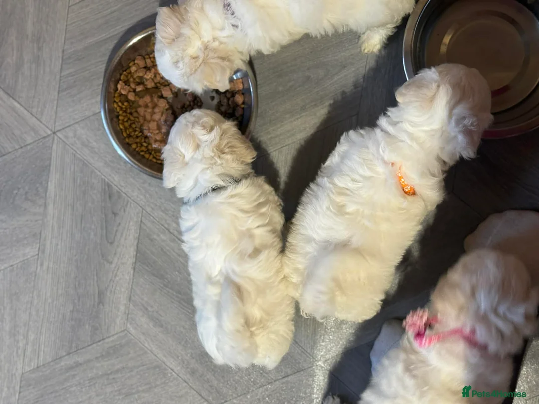 Maltese dogs for sale: Maltese puppies ready now - Advert 1