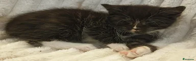 Maine Coon 2