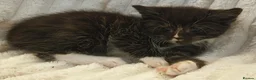 Maine Coon cats for sale: Maine Coon X  - Advert 10