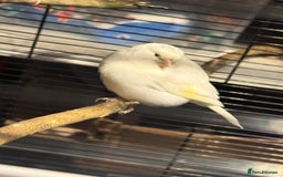 Canaries birds for sale: Male & female cannery for sale  - Image 8