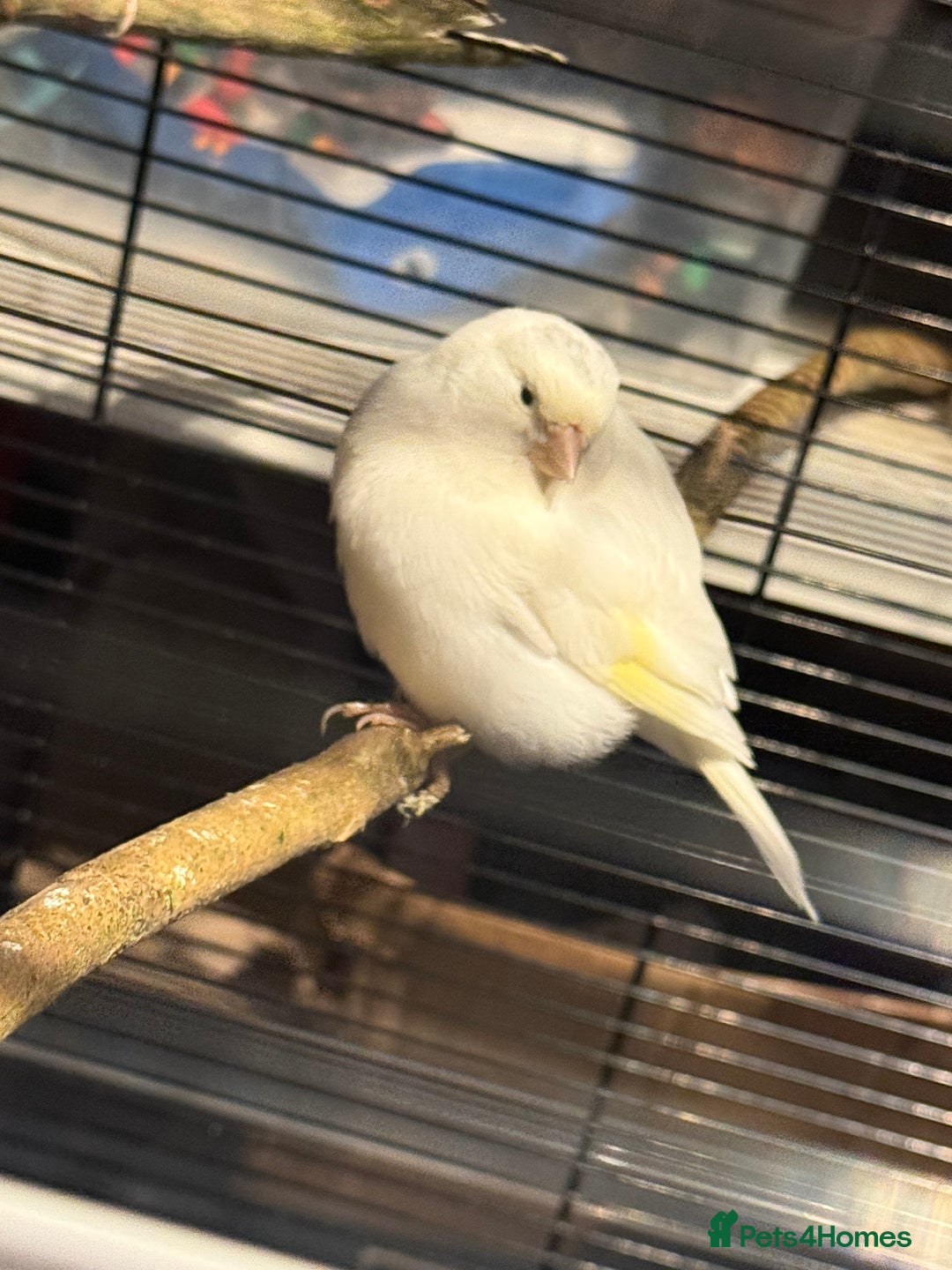 Canaries birds for sale: Male & female cannery for sale  - Image 8
