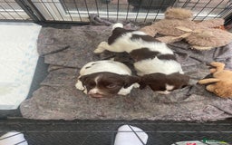 English Springer Spaniel dogs for sale: English springer spaniel kc registered  - Image 16