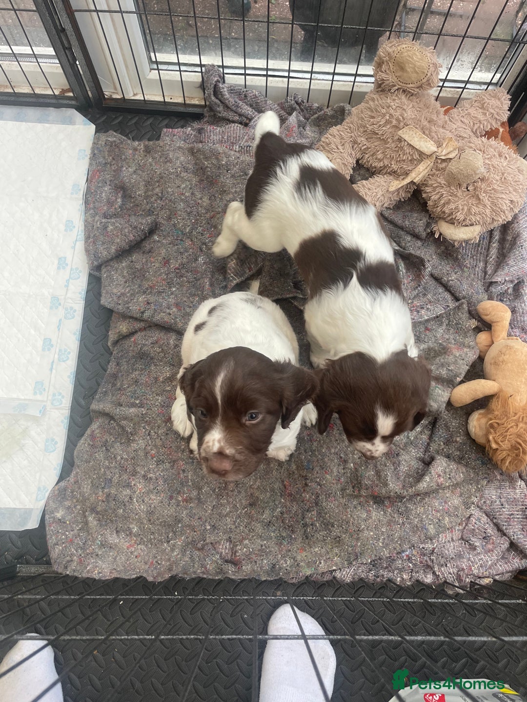 English Springer Spaniel dogs for sale: English springer spaniel kc registered  - Image 16