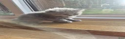 British Shorthair cats for sale: Scottish cats girl boy short, longhair  in Nottingham - Advert 13