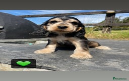 Cocker Spaniel dogs for sale: KC & H/tested Show Cocker Spaniels  - Image 7