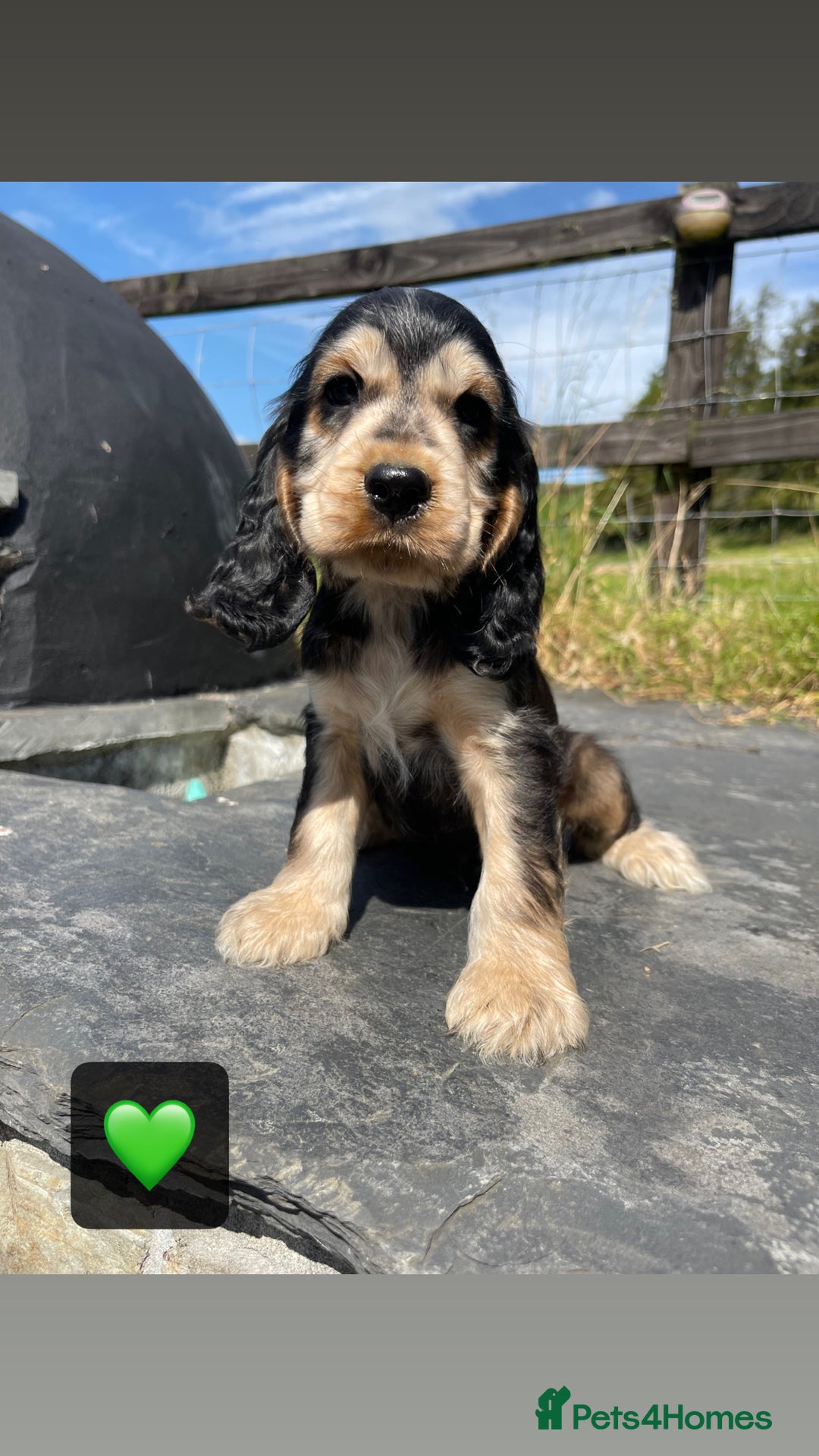 Cocker Spaniel dogs for sale: KC & H/tested Show Cocker Spaniels  - Image 7