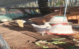 Chickens poultry for sale: Farm yard mix of laying hens and point of lay - Image 5