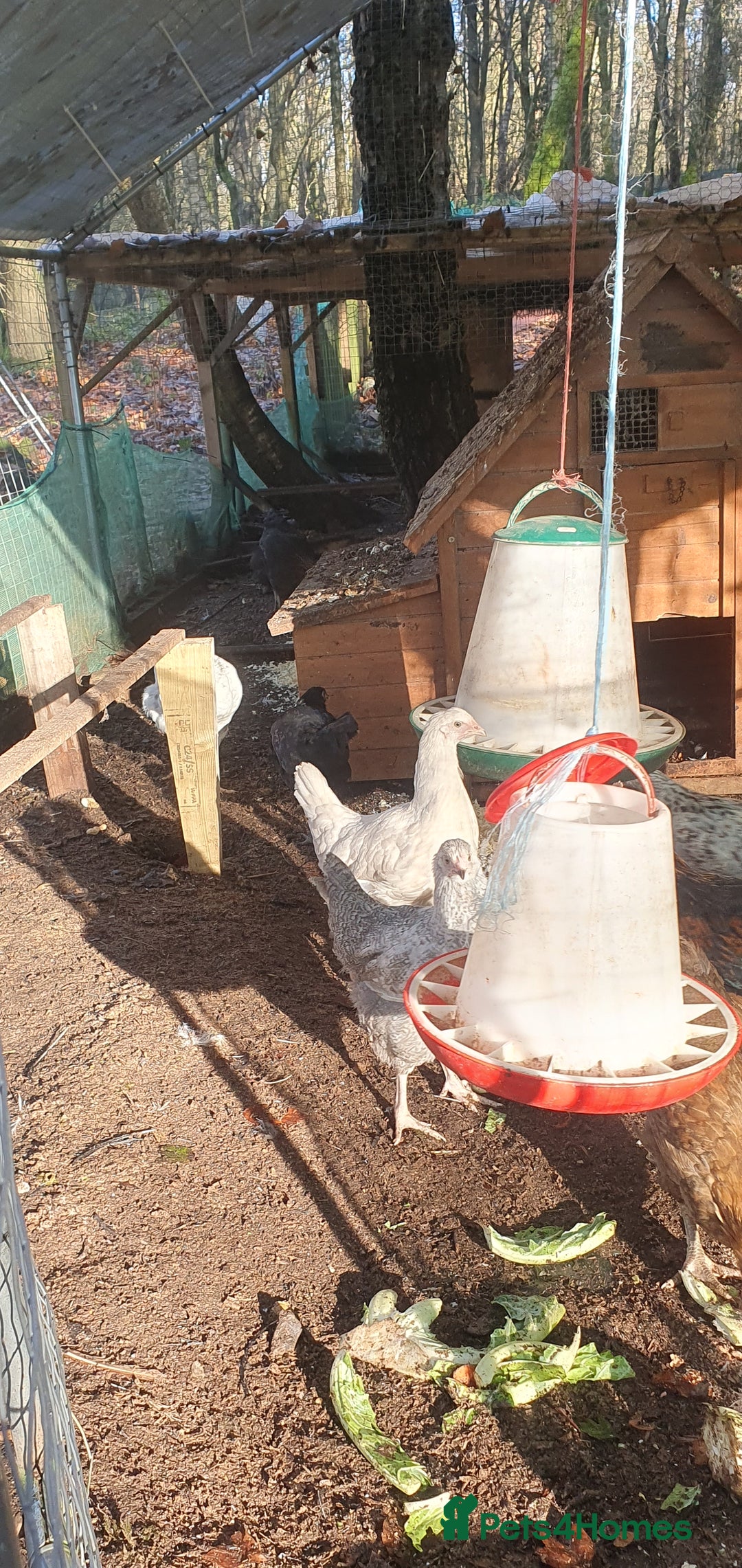 Chickens poultry for sale: Farm yard mix of laying hens and point of lay - Image 5