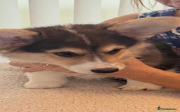 Welsh Corgi Pembroke dogs for sale: Two striking Pembrokeshire Corgis  - Image 4