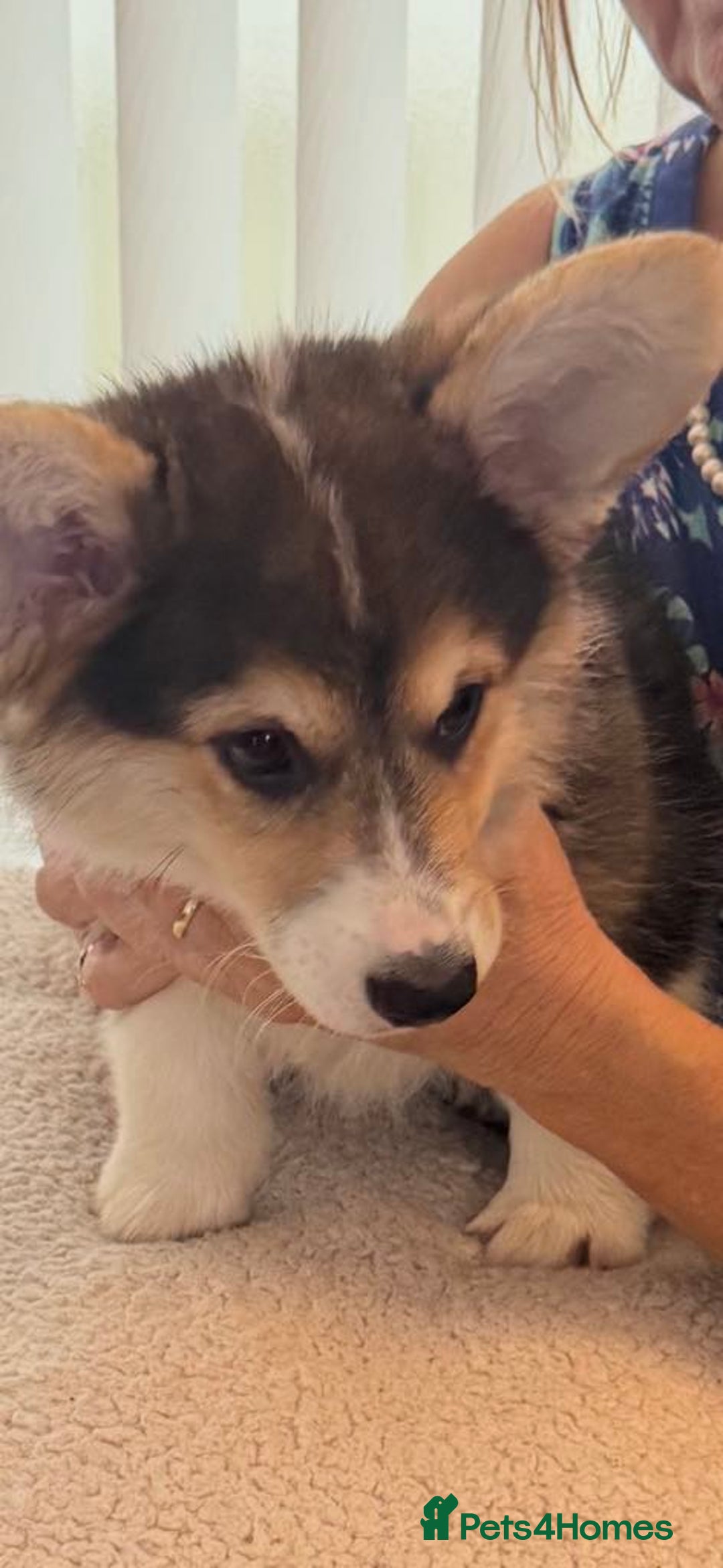 Welsh Corgi Pembroke dogs for sale: Two striking Pembrokeshire Corgis  - Image 4