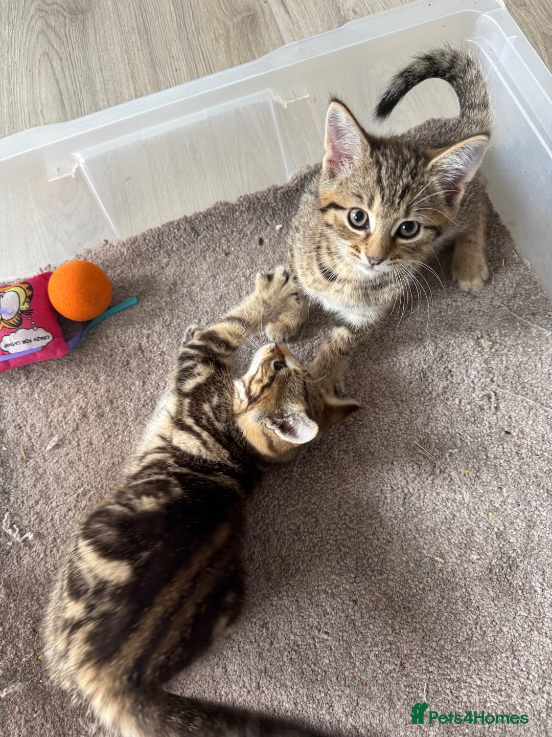 Mixed Breed cats for sale: Gorgeous kittens - Image 5