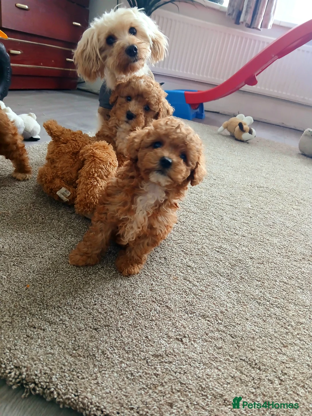 Maltipoo dogs for sale: F1B Maltipoo Puppies for Sale – 1 Boy, 3 Girls - Advert 8