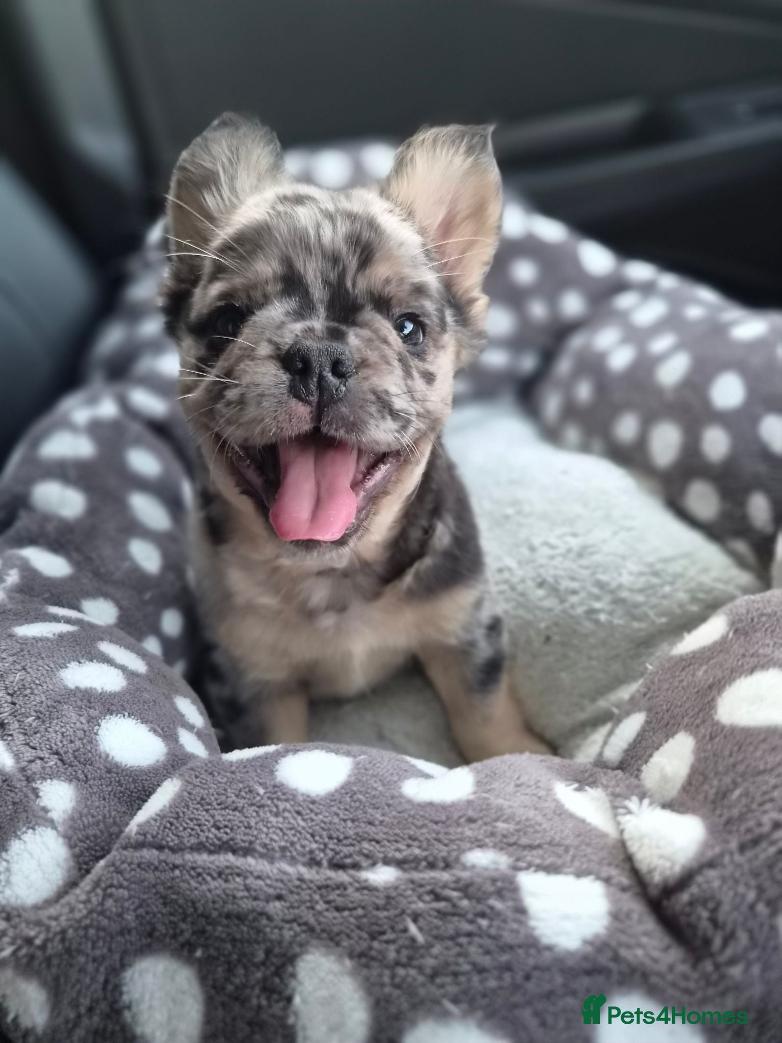 French Bulldog dogs Floodle french bulldog - Advert 1