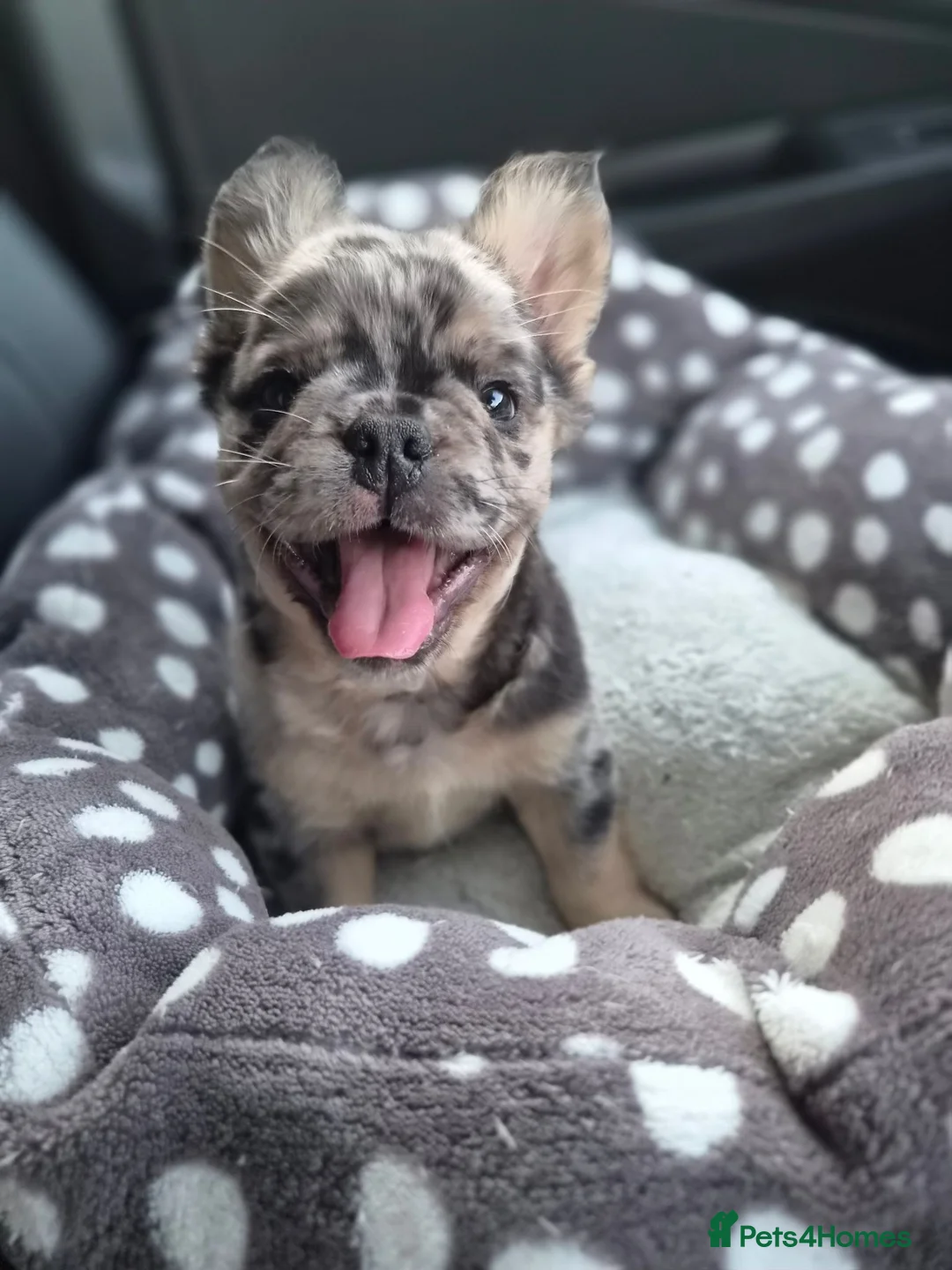 French Bulldog dogs for sale: Floodle french bulldog - Advert 1