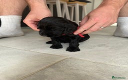Cocker Spaniel dogs for sale: ****only 2 left****Stunning cocker puppies - Image 14