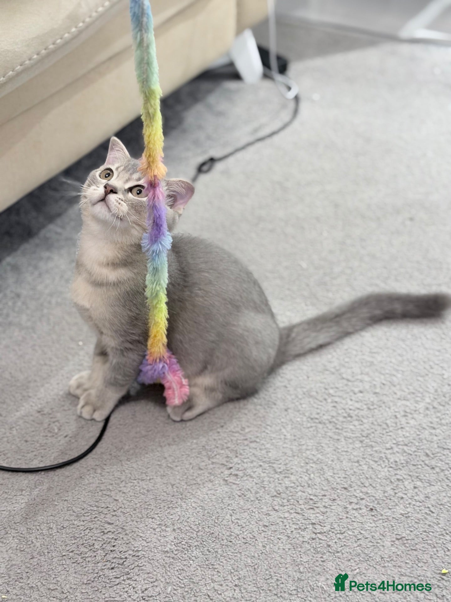 Scottish Fold cats TICA registered full pedigree half fold male - Advert 2
