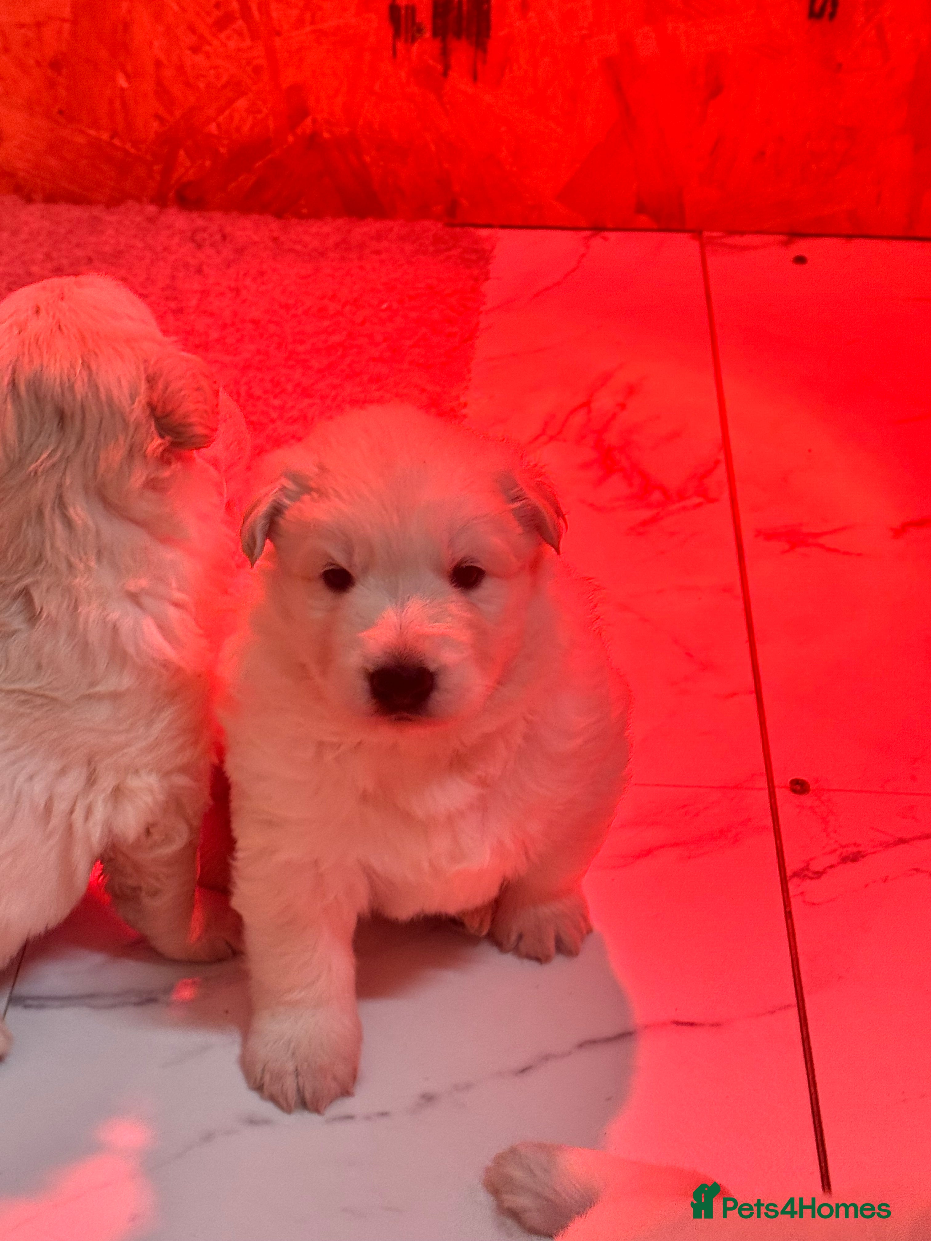 German Shepherd dogs KC REG STRAIGHT BACKED FULL WHITE GSD PUPS  - Advert 9