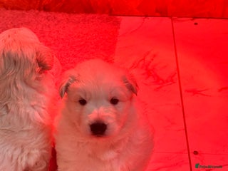 German Shepherd dogs KC REG STRAIGHT BACKED FULL WHITE GSD PUPS - Advert 9