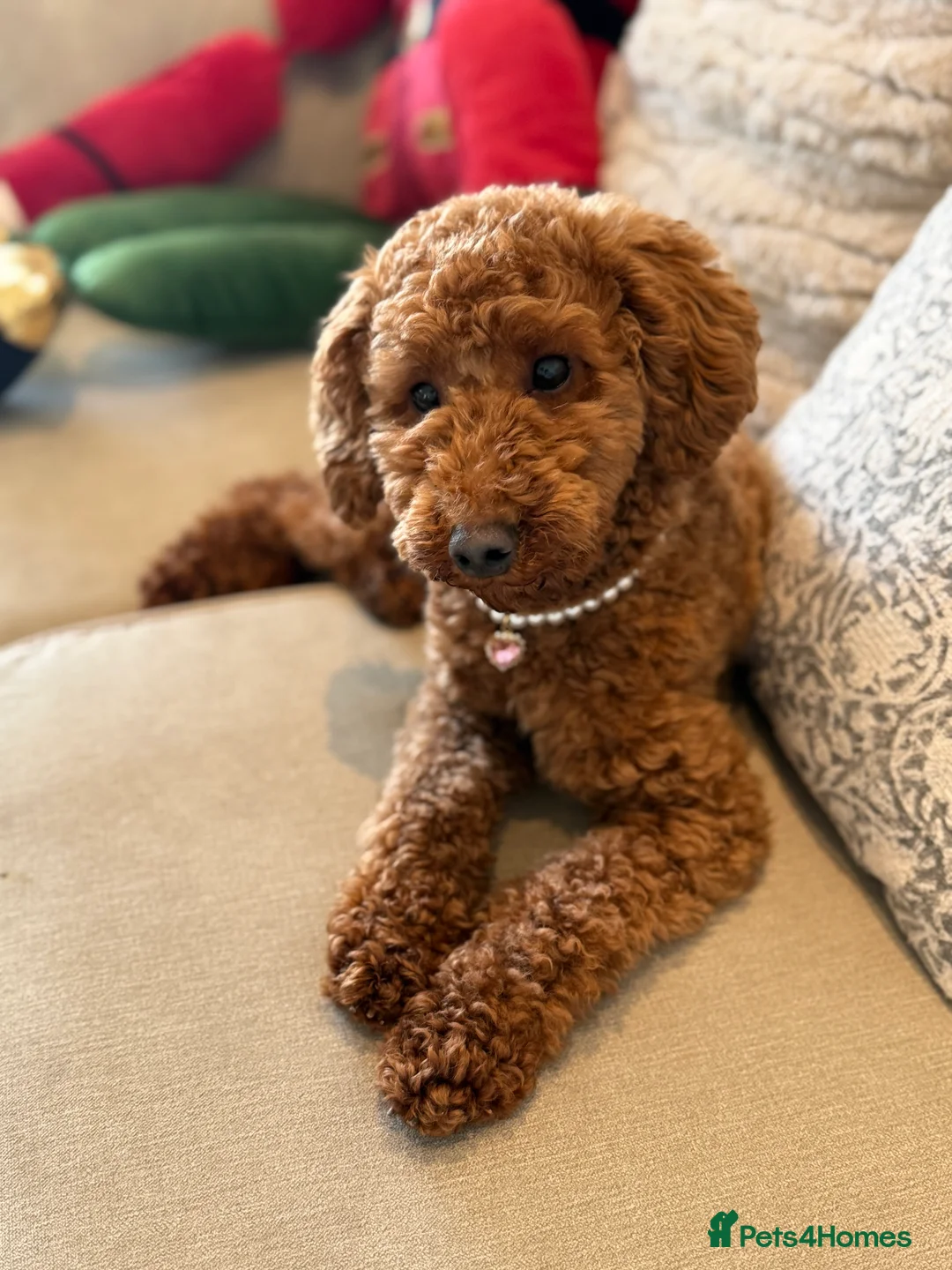 Miniature Poodle dogs for sale: Beautiful Miniature Poodle Female  - Advert 15