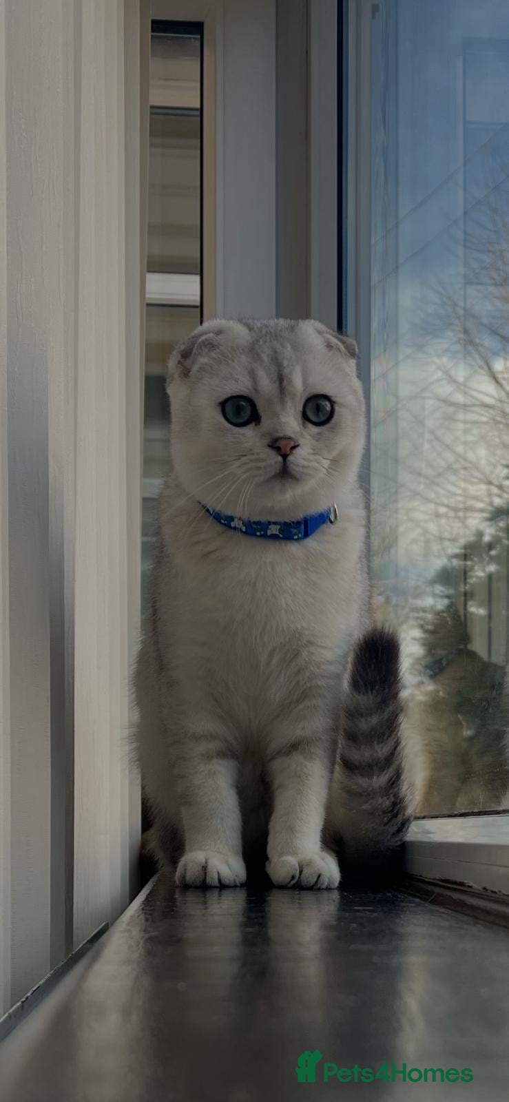 Scottish Fold cats Beautiful Scottish Fold Kittens - Advert 14