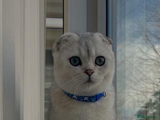 Scottish Fold cats Beautiful Scottish Fold Kittens - Advert 14