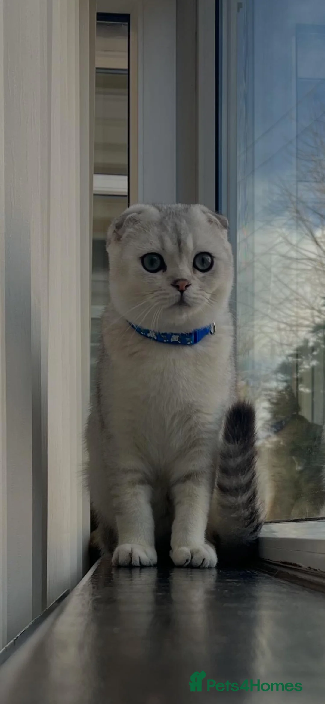 Scottish Fold cats for sale: Beautiful Scottish Fold Boy - Advert 1
